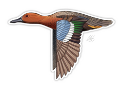 Cinnamon Teal Decal Sticker