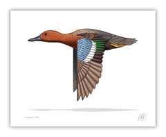 Cinnamon Teal Print