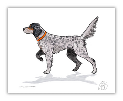 English Setter Print