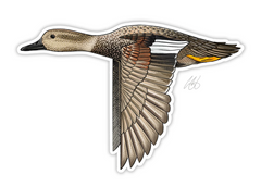 Gadwall Decal Sticker