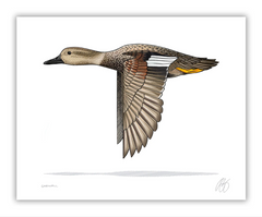 Gadwall Print