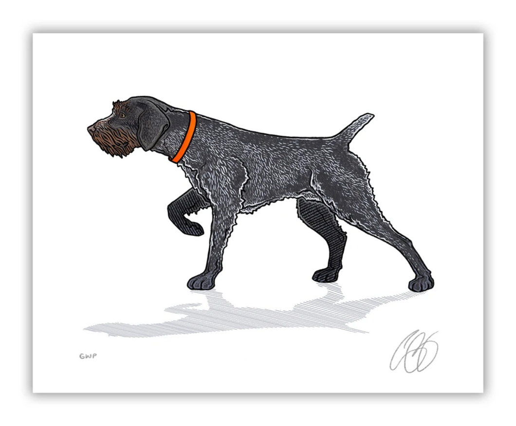 German Wirehaired Pointer Print