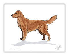 Golden Retriever Print