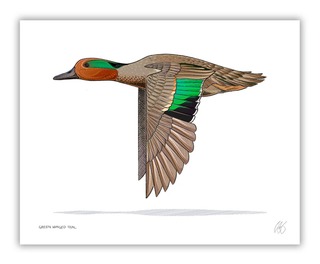 Green Winged Teal Print