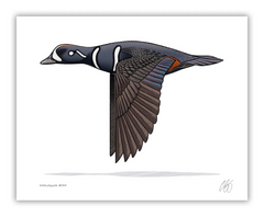 Harlequin Print