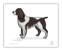 English Springer Spaniel Print