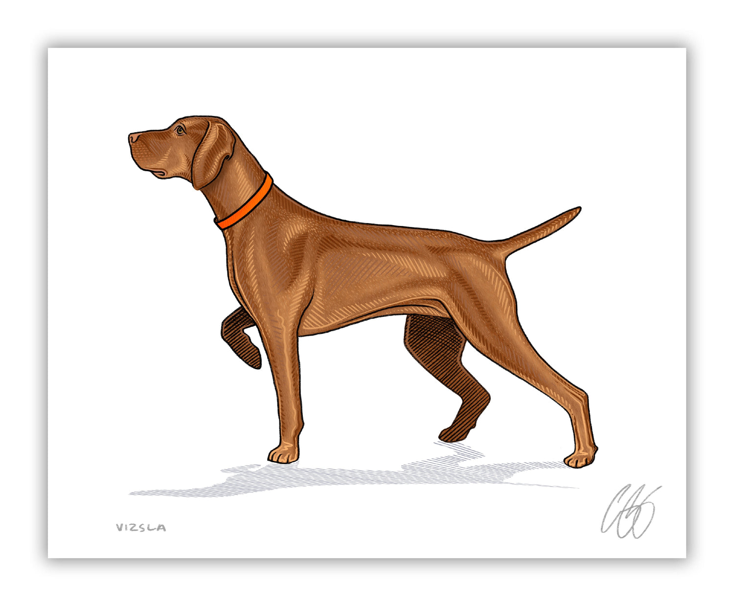 Vizsla Print