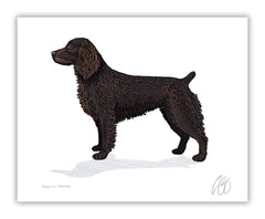Boykin Spaniel Print