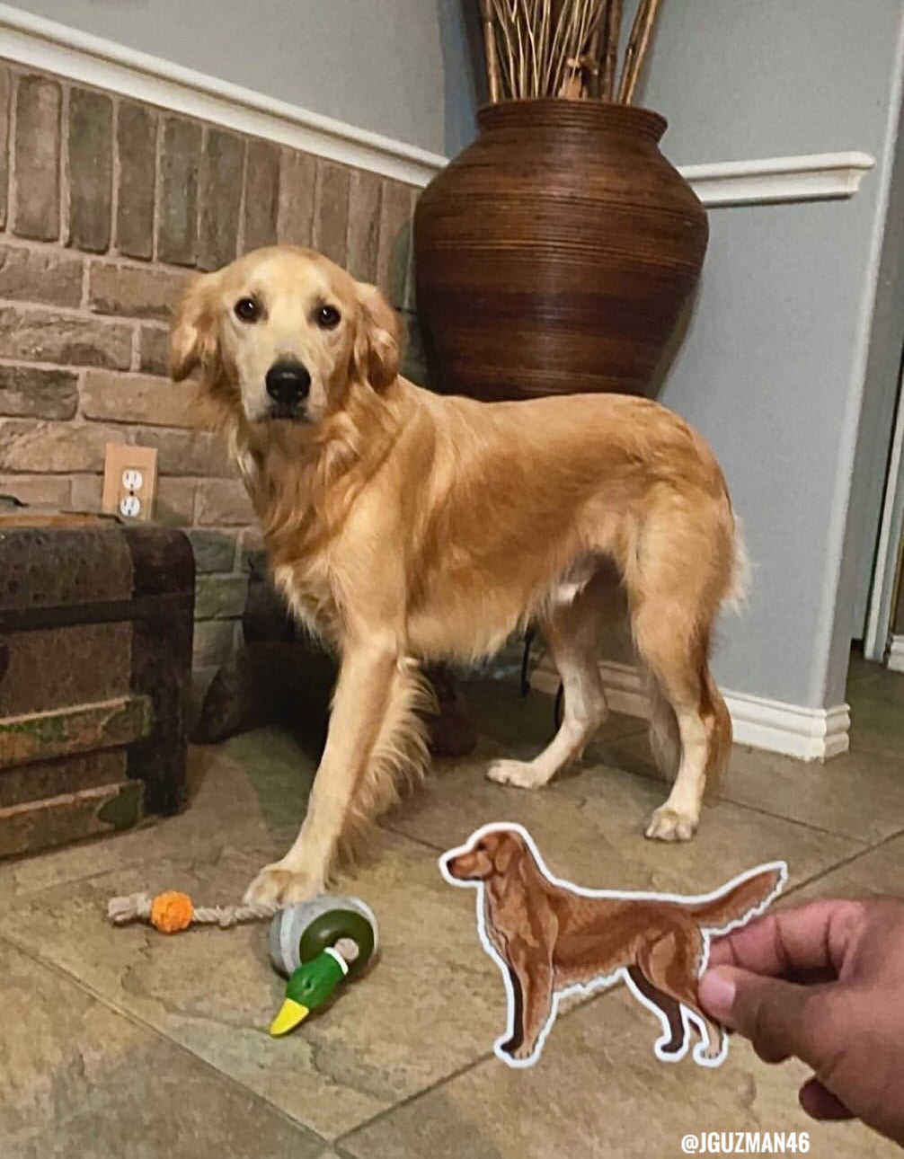 Photo of a Golden Retriever dog looking at a Golden Retriever Decal Sticker