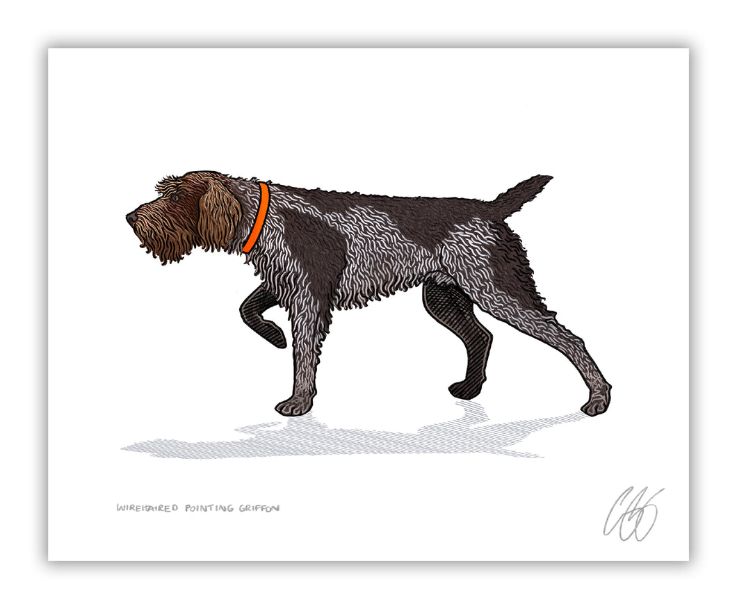 Wirehaired Pointing Griffon Print