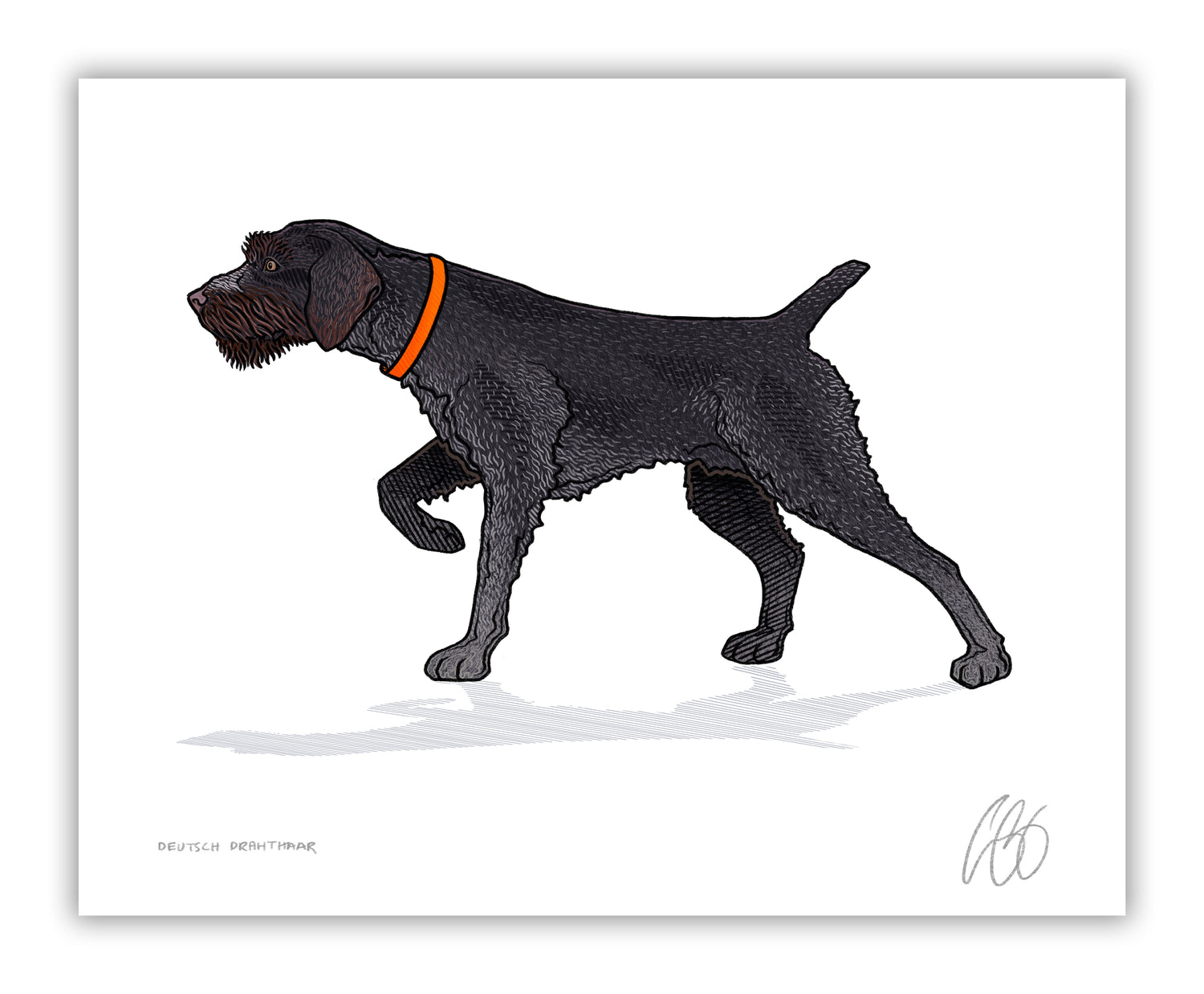 Deutsch-Drahthaar Print Bird Dog of the Day - Main Image