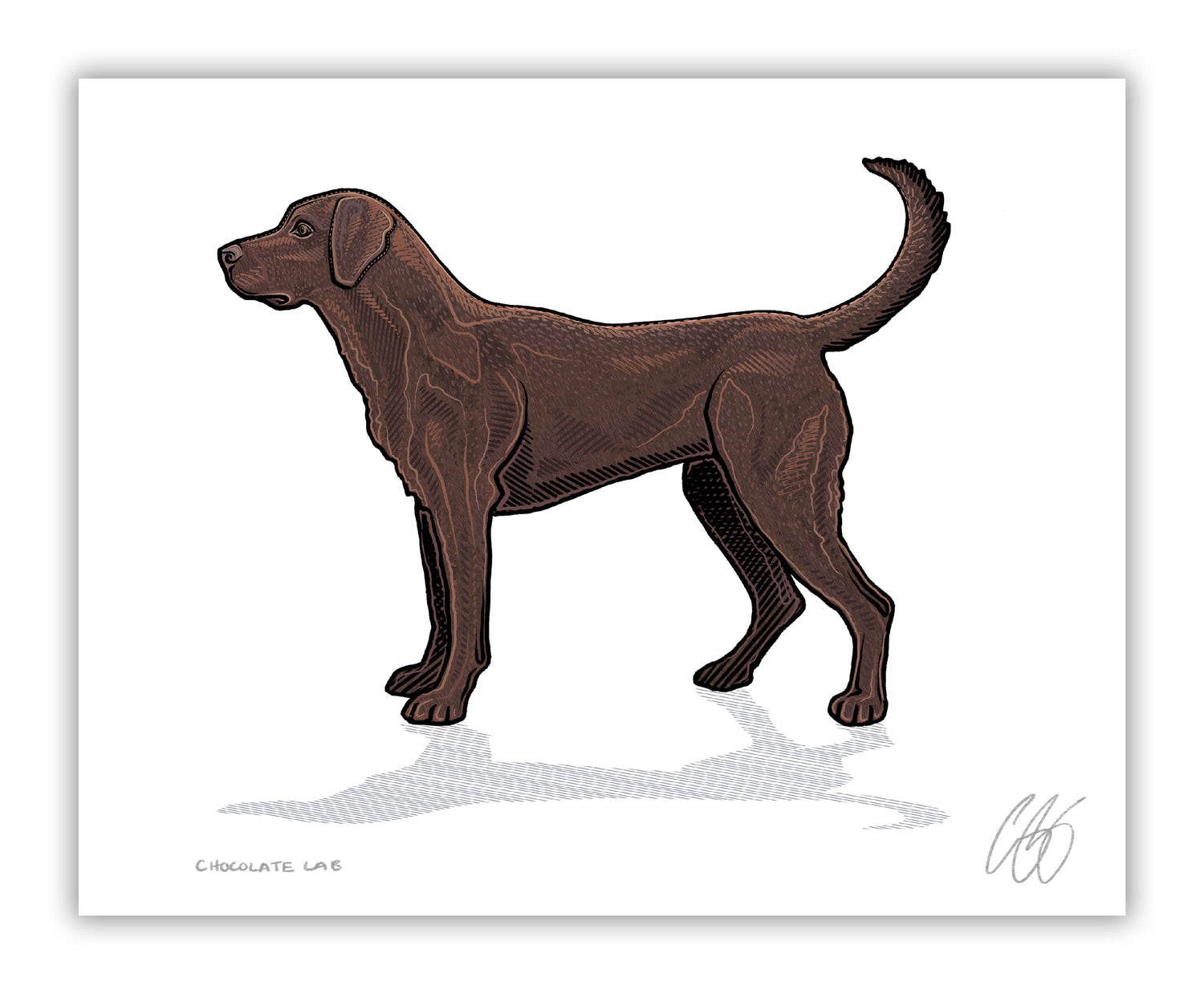 Chocolate Lab Print