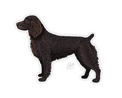 Boykin Spaniel Decal Sticker