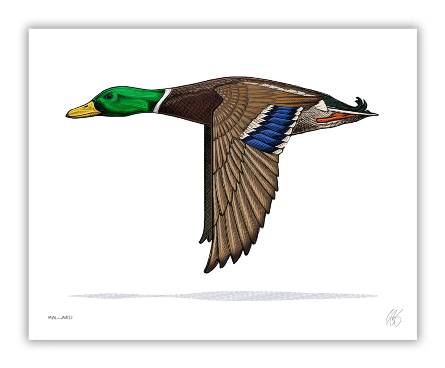 Mallard Print