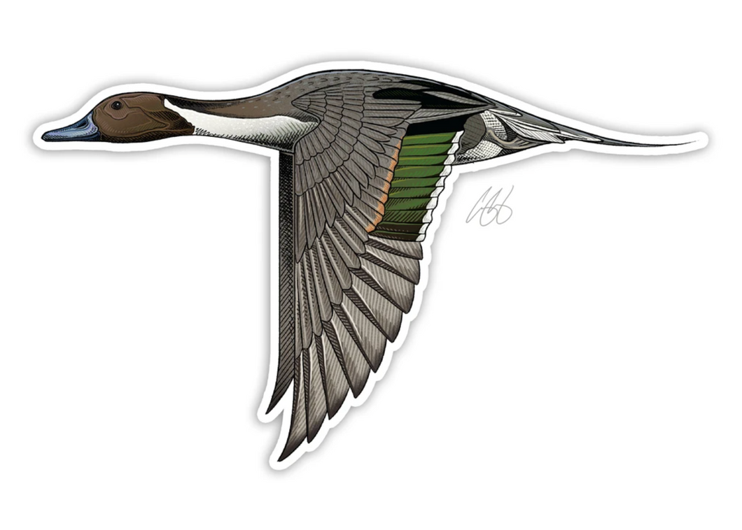 Pintail Decal Sticker