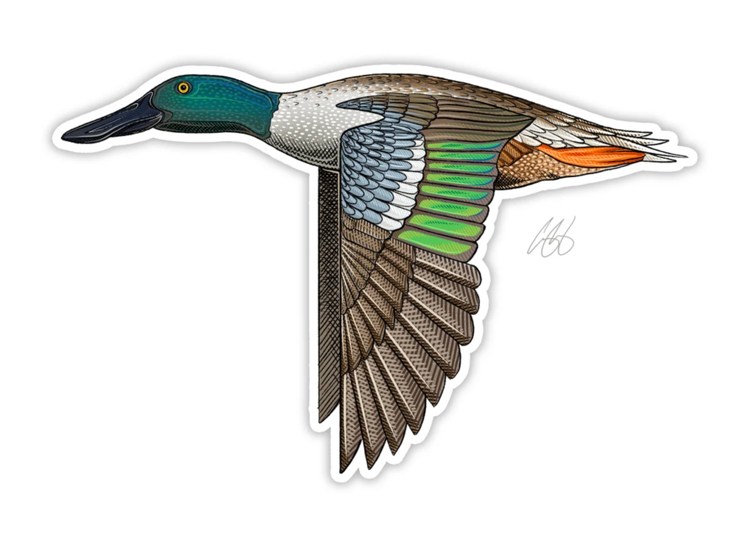 Northern Shoveler Decal Sticker