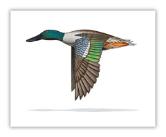 Northern Shoveler Print