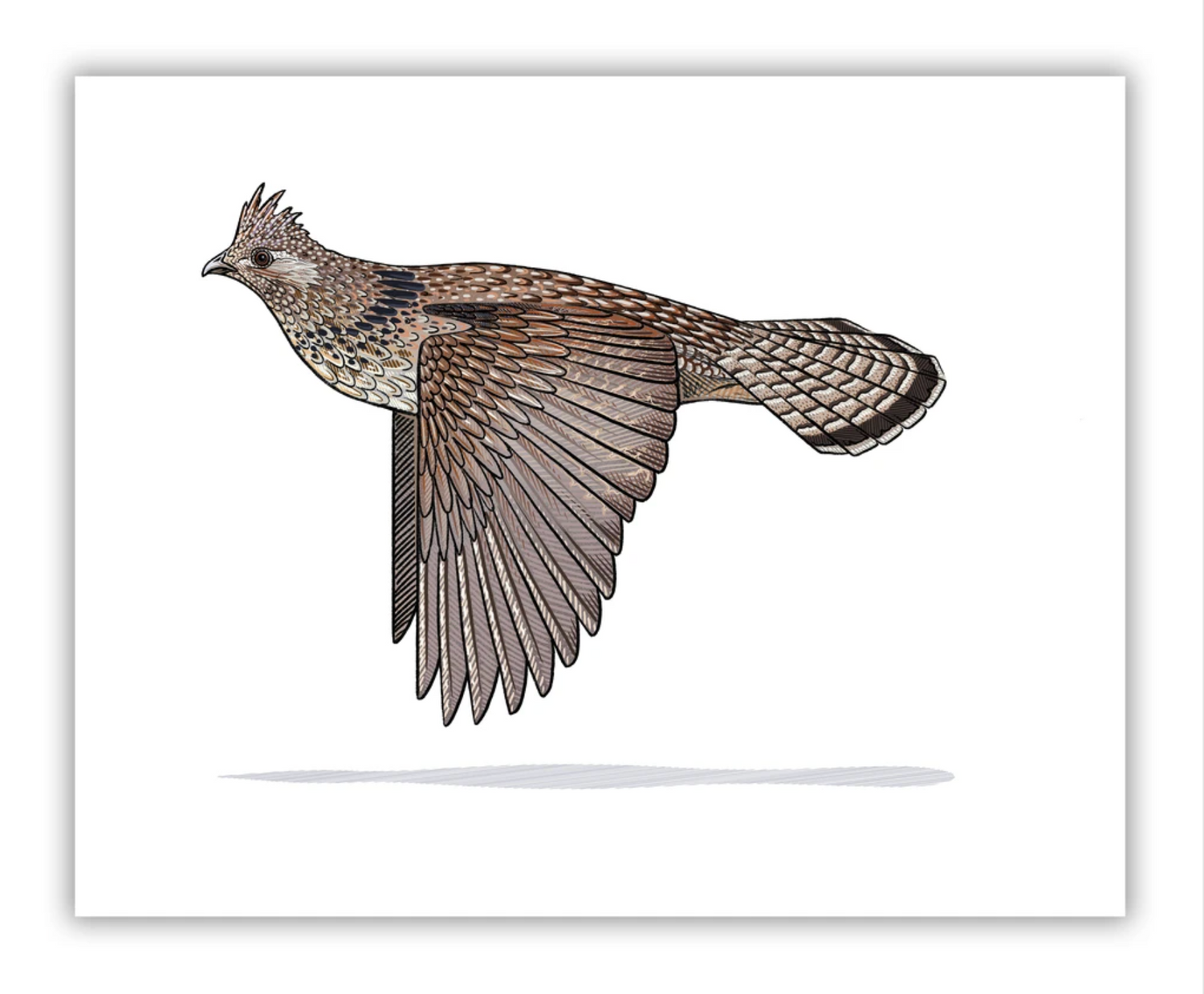 Ruffed Grouse Print