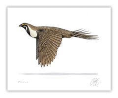 Sage Grouse Print