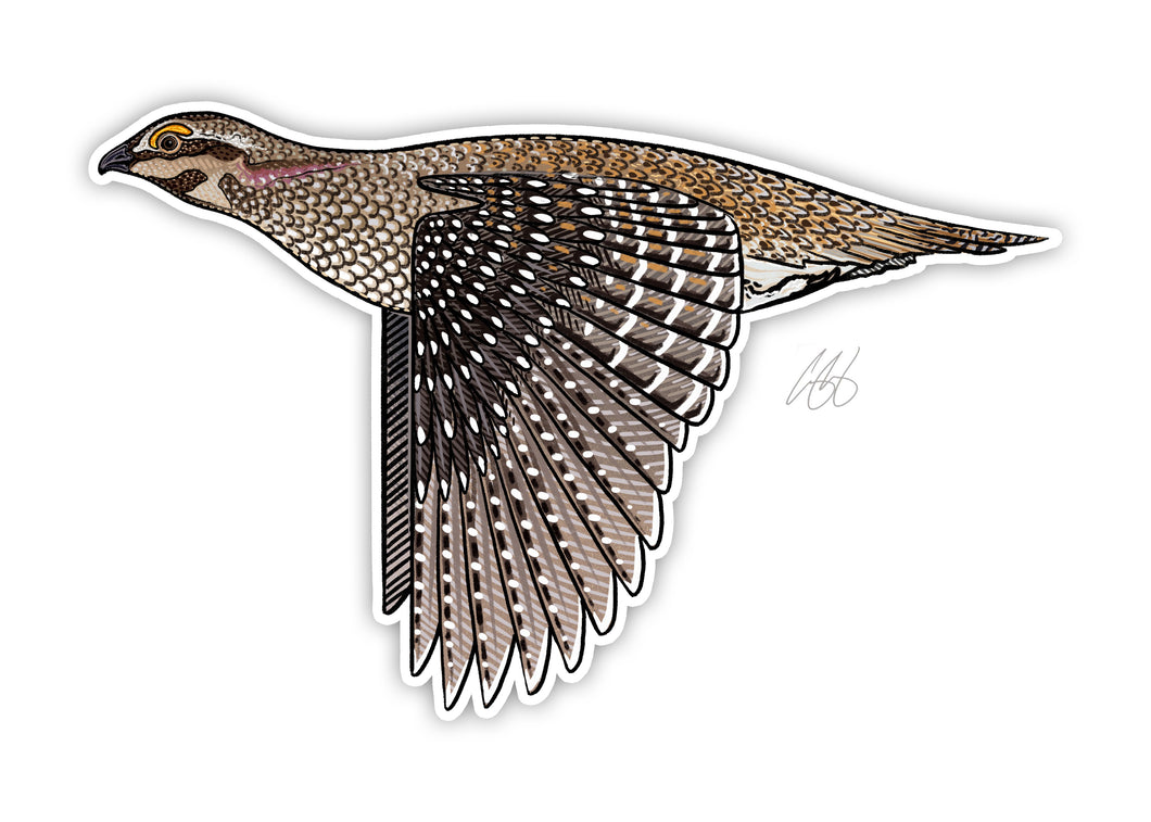 Sharp-Tailed Grouse Decal Sticker