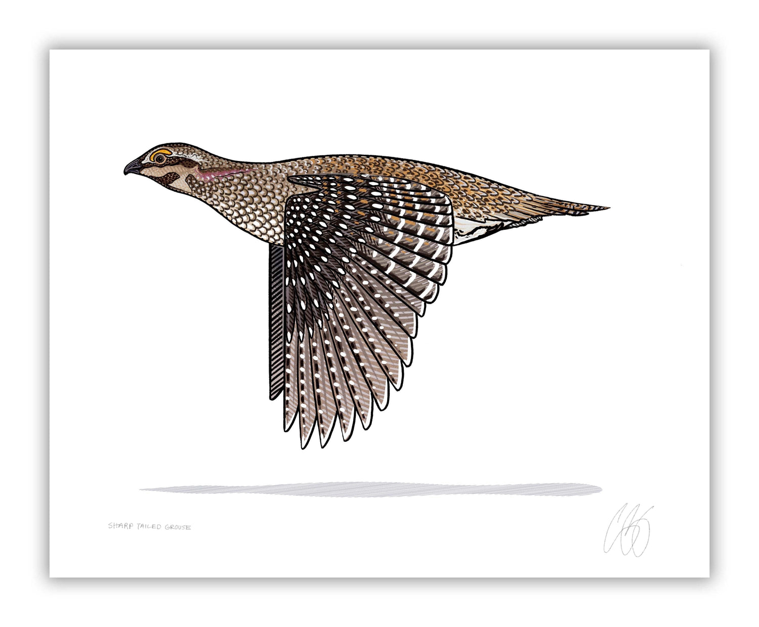 Sharp-Tailed Grouse Print