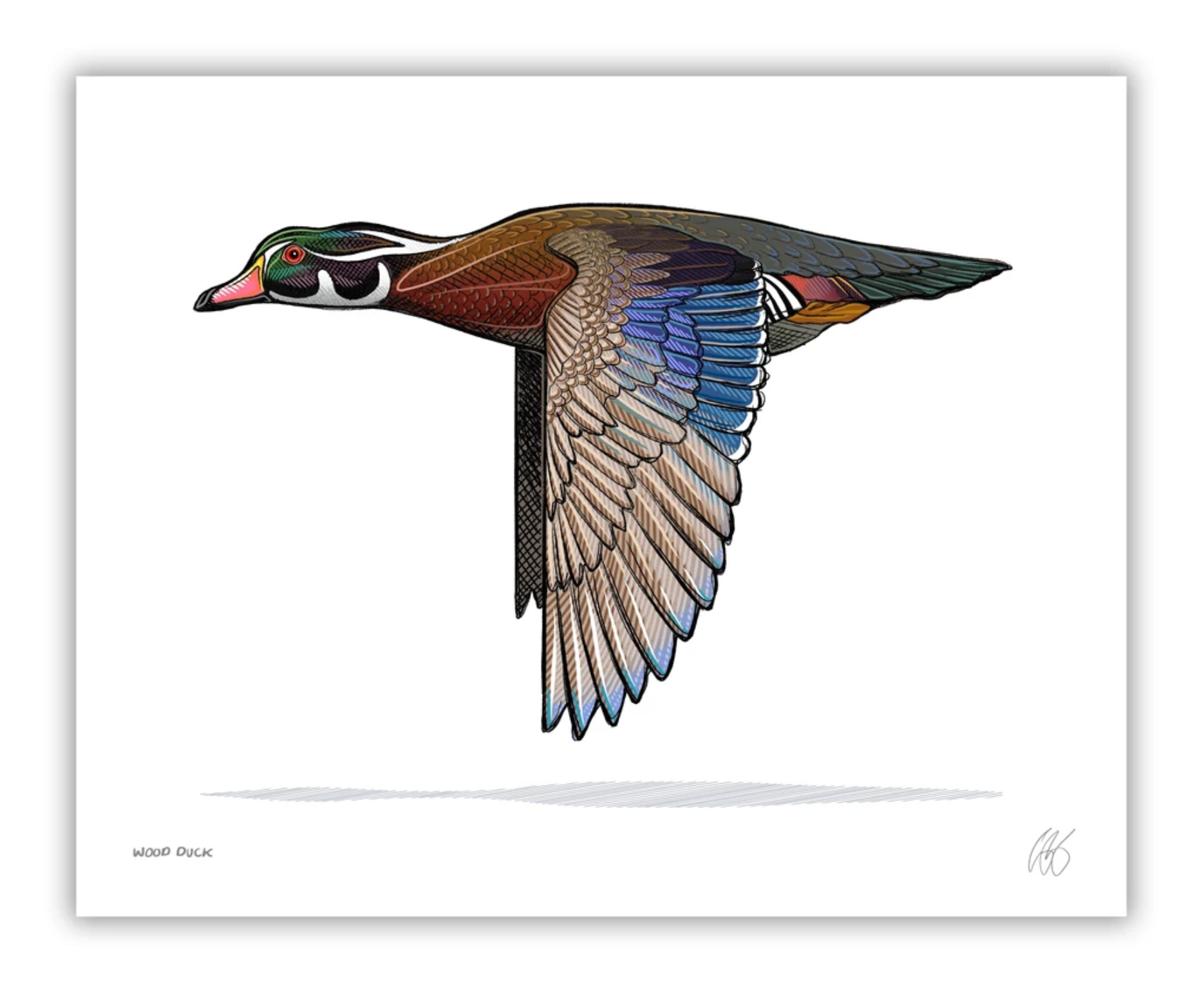 Wood Duck Print | Bird Dog of the Day